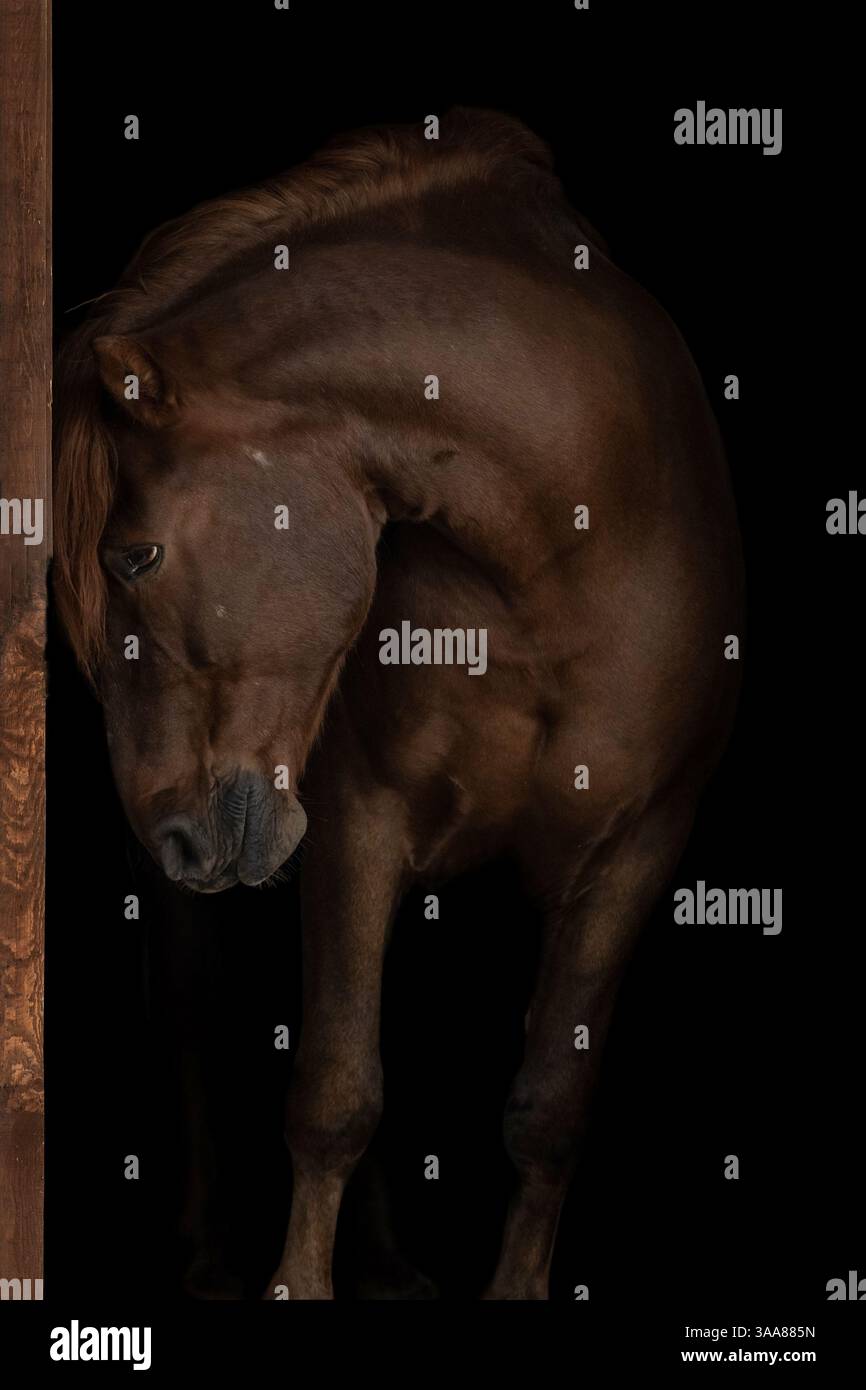 Porträt eines eleganten braunen Pferdes auf schwarzem Hintergrund. Porträtaufnahme und feines Entwirren des Pferdes. Kunstfotografie Stockfoto