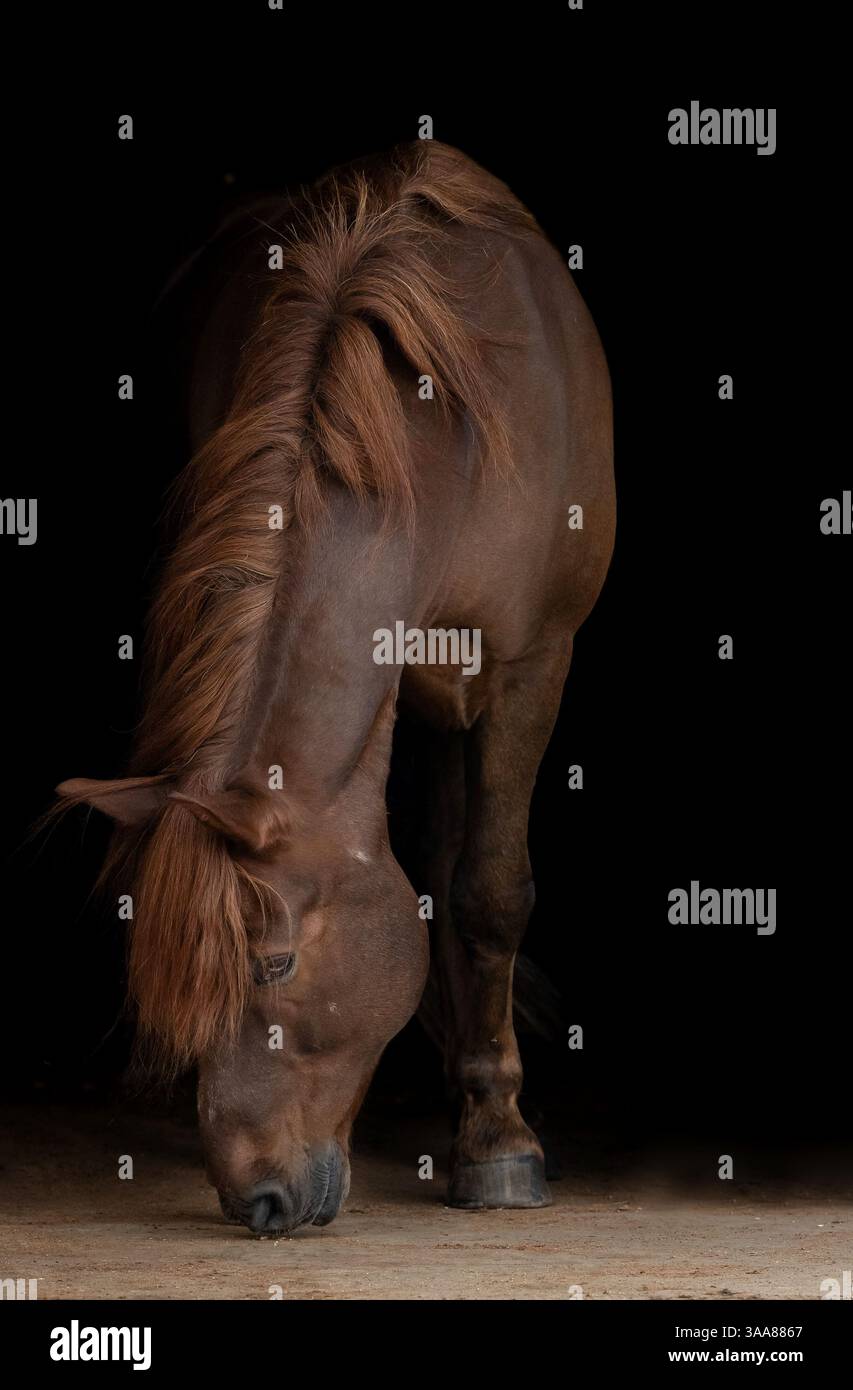 Porträt eines eleganten braunen Pferdes auf schwarzem Hintergrund. Porträtaufnahme und feines Entwirren des Pferdes. Kunstfotografie Stockfoto