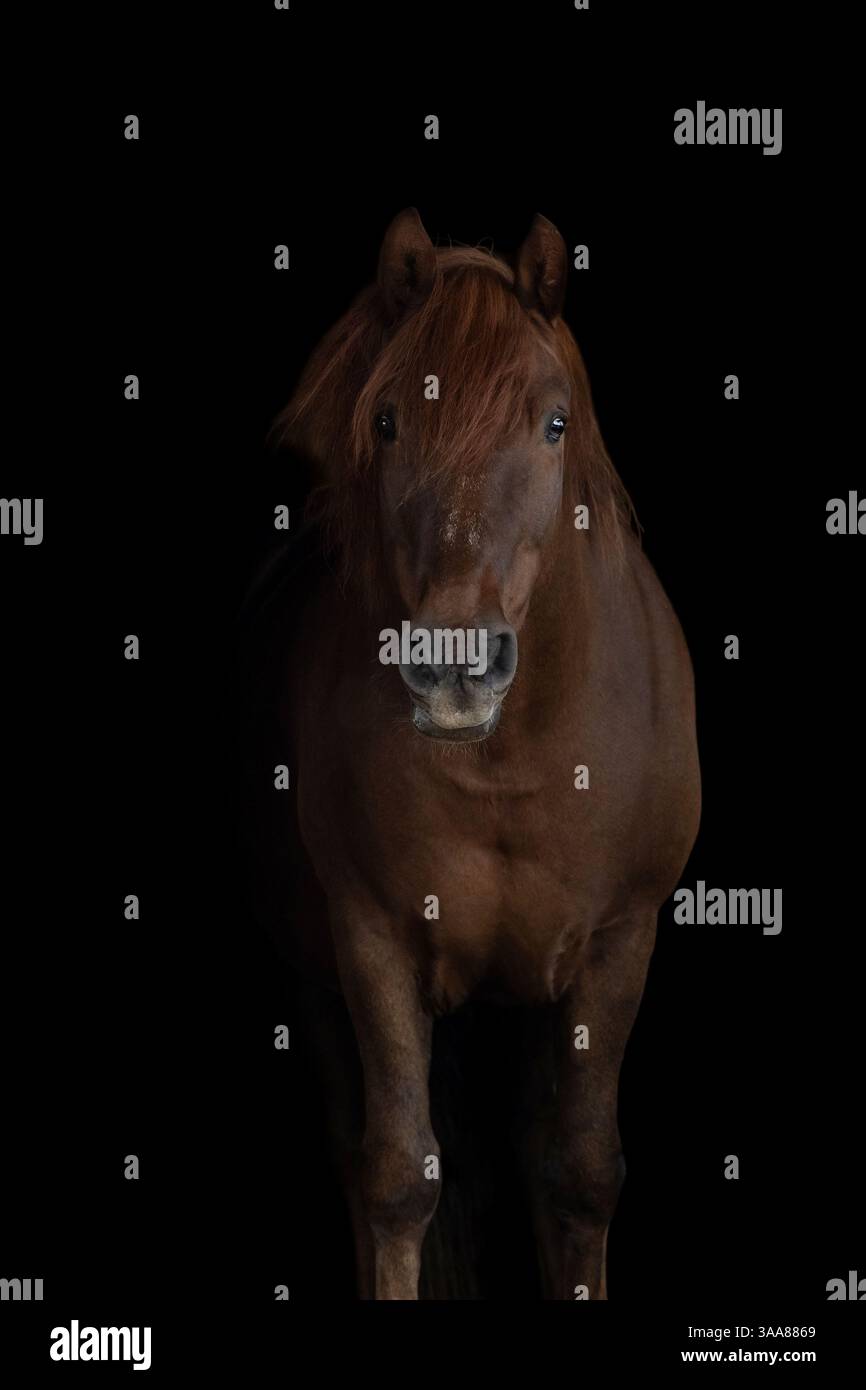 Porträt eines eleganten braunen Pferdes auf schwarzem Hintergrund. Porträtaufnahme und feines Entwirren des Pferdes. Kunstfotografie Stockfoto