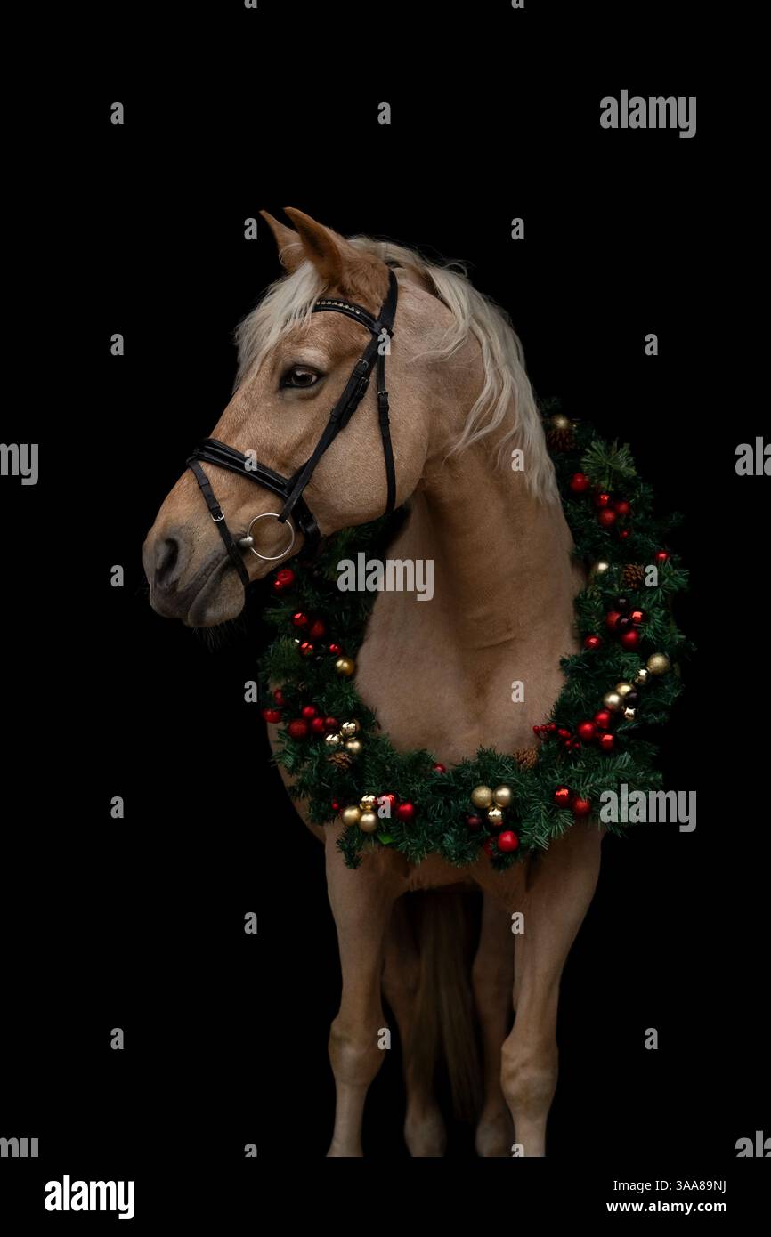 Braunes Pferd mit Weihnachtskranz auf schwarzem Hintergrund Stockfoto
