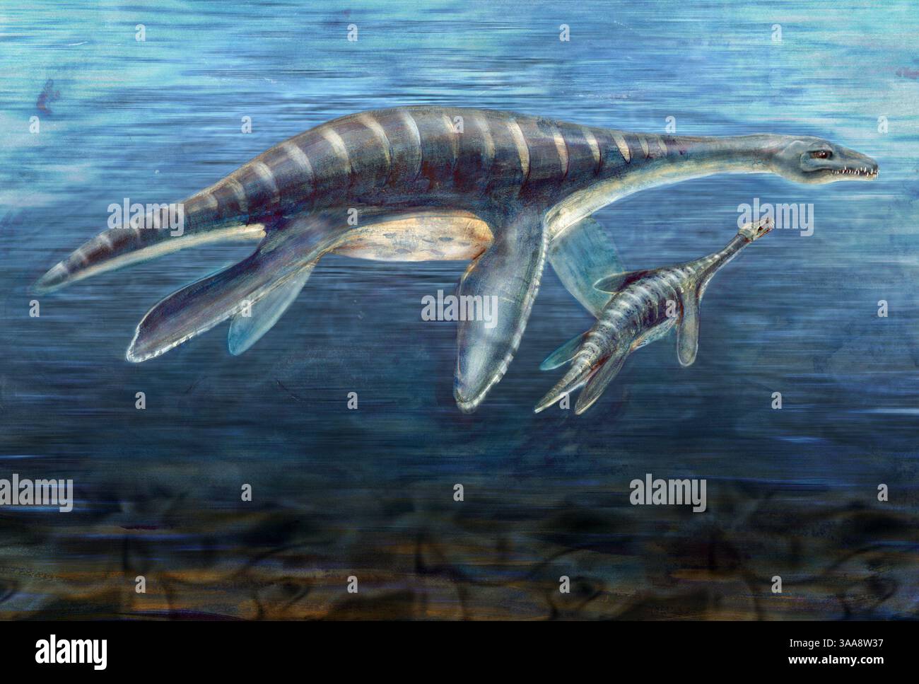 Die Darstellung eines Mutter-Baby-Plesiosauriers, der vor 70 Millionen Jahren vor der antarktischen Küste taucht, wurde von der jüngsten Entdeckung eines fast vollständigen, vollständig artikulierten juvenilen Plesiosaurierkeletts inspiriert. Die fossilen Knochen eines fünf Meter langen Plesiosauriers wurden auf Vega Island von Judd Case, dem Feldforscher des UC Berkeley Museum of Paläontology, und seinem amerikanisch-argentinischen Antarktis-Expeditionsteam entdeckt. (Bild: © Nicolle Rager/National Science Foundation/ZUMA Press) Stockfoto