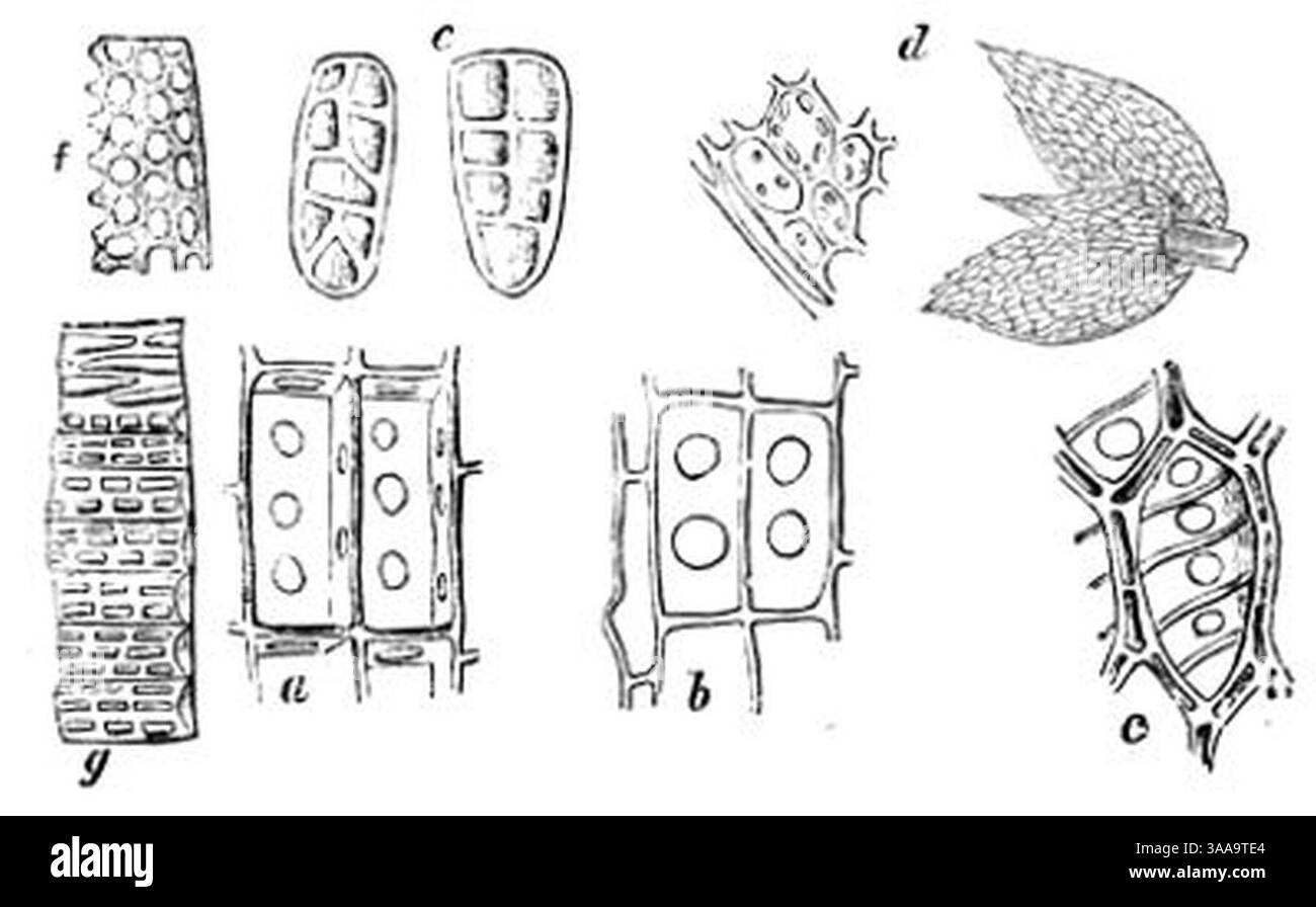 I 344 - mikroskopische Struktur von Moosblättern. Stockfoto