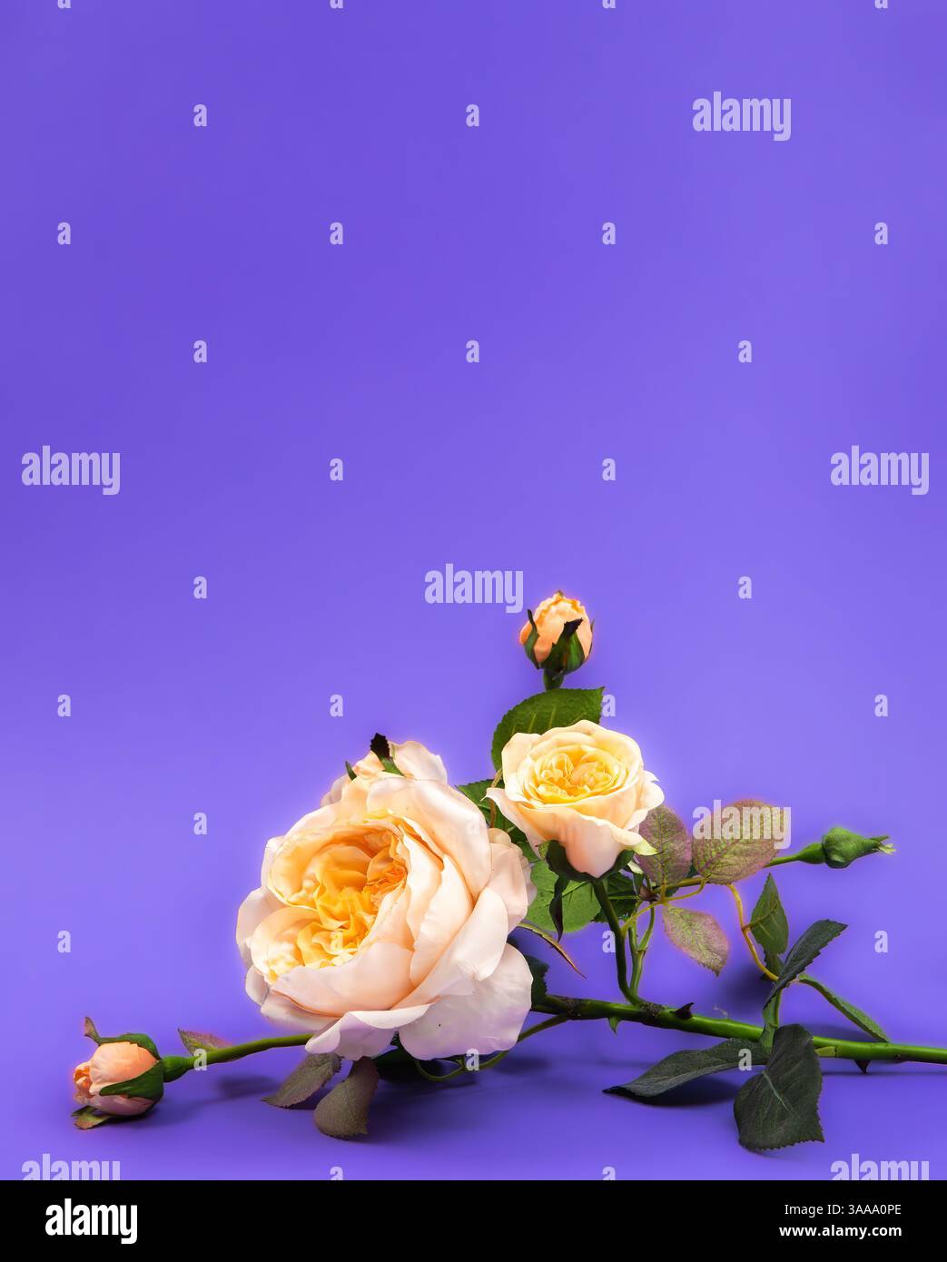 Eine zarte Pfirsichrose mit grünen Blättern vor einem leuchtend violetten Hintergrund mit negativem Raum Stockfoto