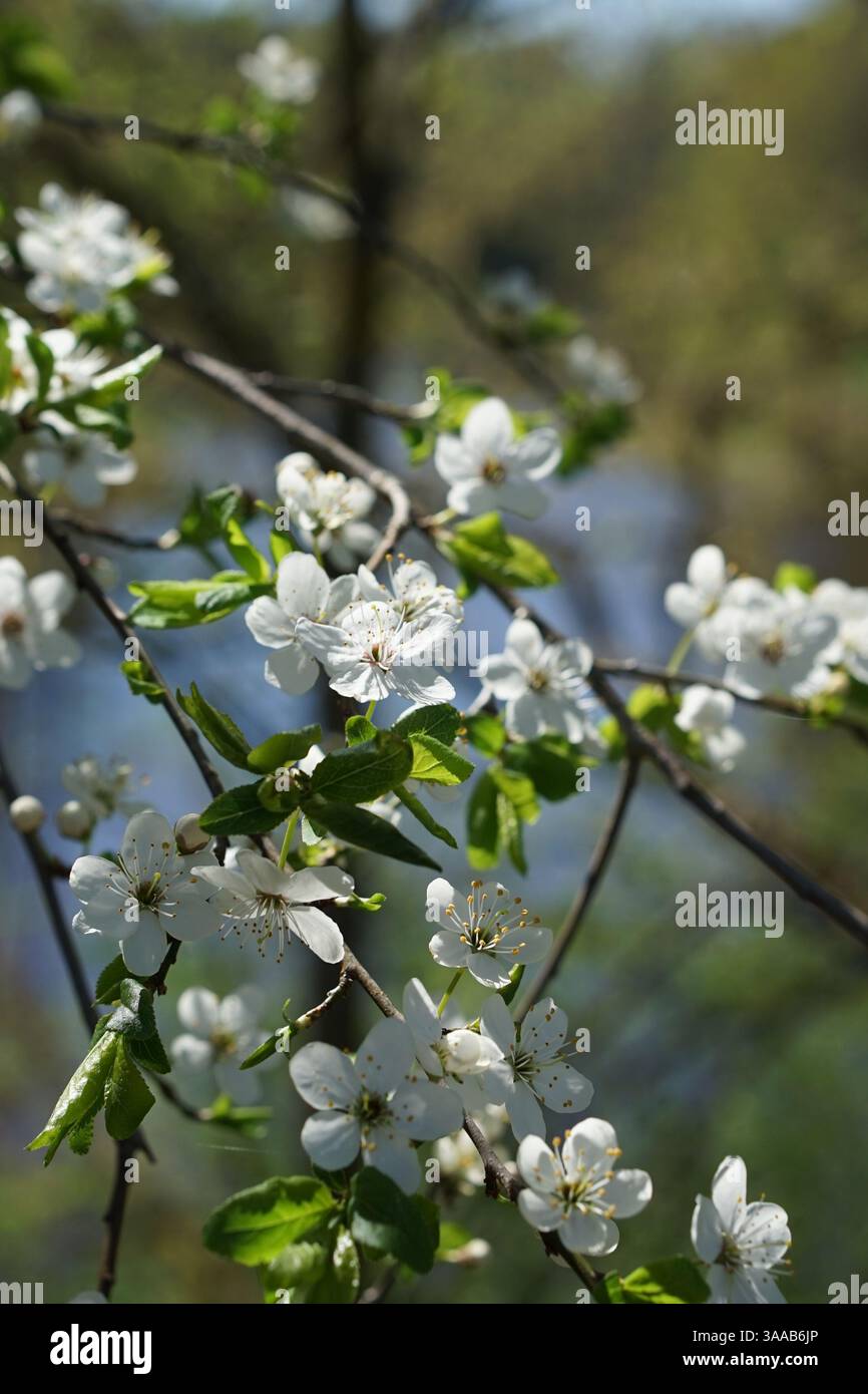 Eine Nahaufnahme eines Apfelbaums in Blüte, mit dem ruhigen Flussufer, der durch die Äste blickt Stockfoto