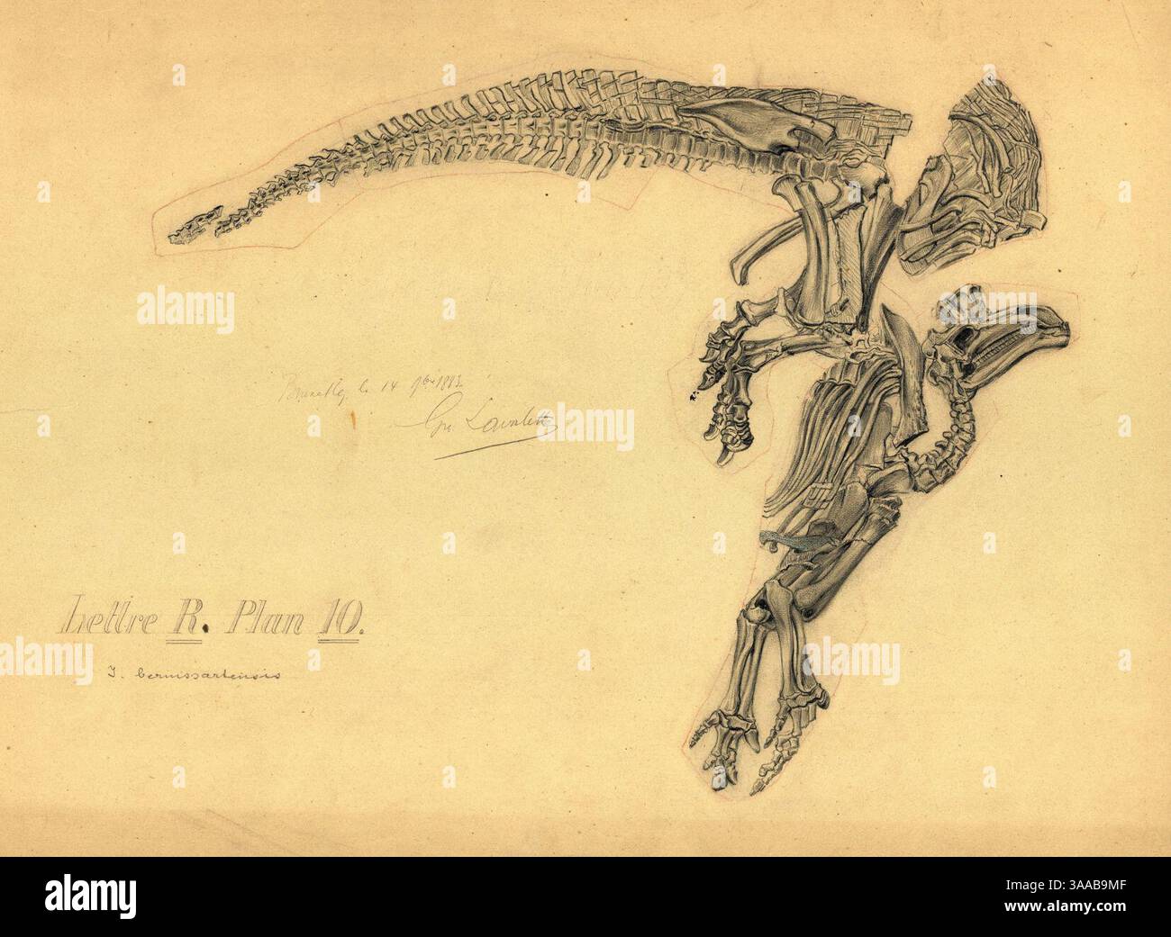 Iguanodon bernissartensis ‚lettre R‘. Stockfoto