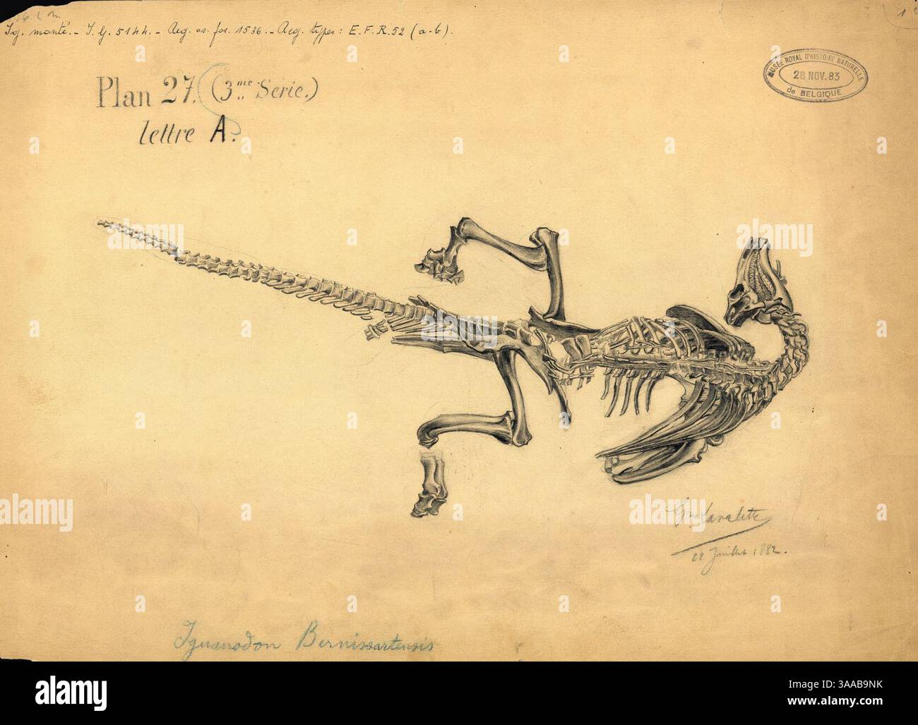 Iguanodon bernissartensis ‚lettre A‘. Stockfoto