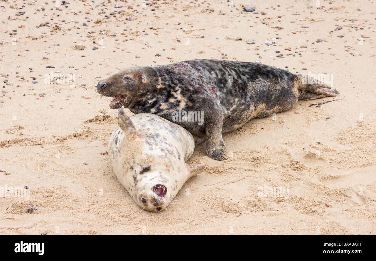 Männliche und weibliche Graurobben (Halichoerus grypus) paaren sich im Winter am Strand in Horsey Gap, Norfolk, Großbritannien Stockfoto
