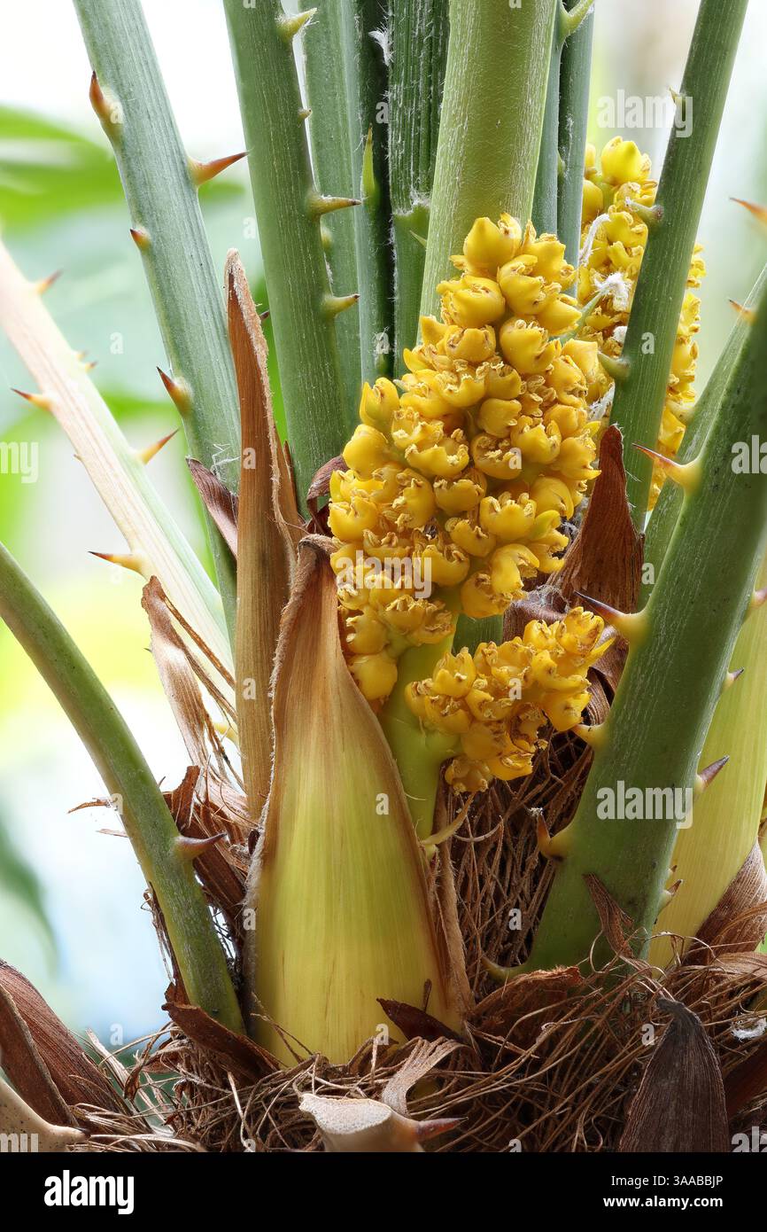 Nahaufnahme: Trachycarpus fortunei in Blume in ihrem natürlichen Lebensraum. Foto mit erhöhter Schärfentiefe. Stockfoto
