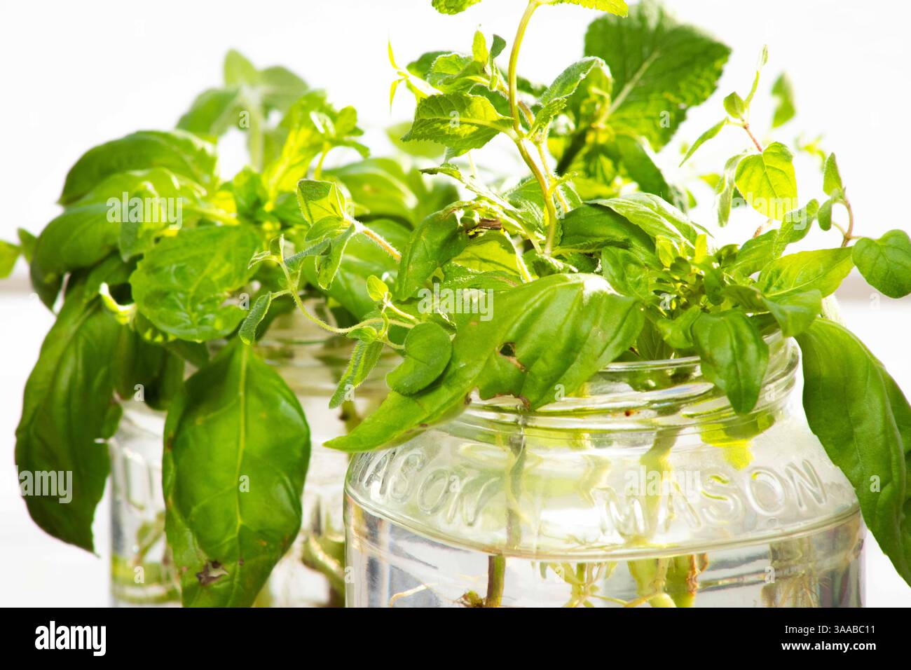 Basilikum und Minze mit Wasserwurzeln in einem mauerglas an einem sonnigen Tag. Stockfoto