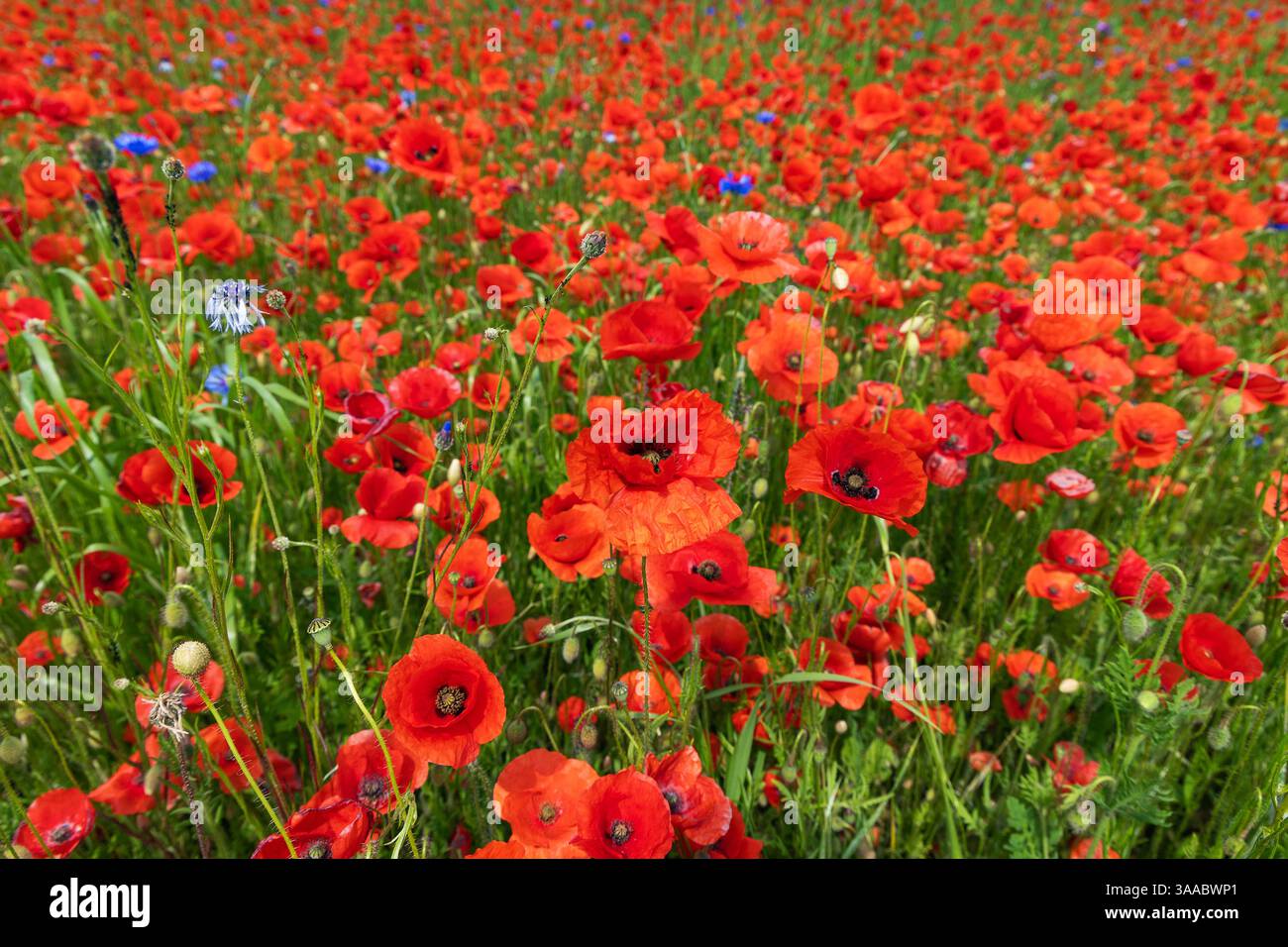 Landwirtschaftlich bewirtschaftetes Feld mit rotem Mohn für die Erzeugung von SpeiseMohnöl. Mohnöl ist reich an Vitamin E.. Stockfoto