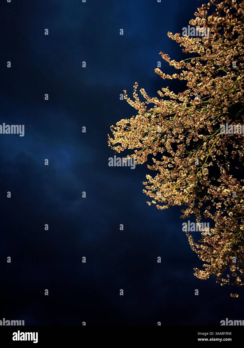 Ein markanter Baum, der von Sonnenlicht beleuchtet wird und vor einem dramatischen dunklen stürmischen Himmel steht. - Smartphone-aufgenommenes Stockfoto