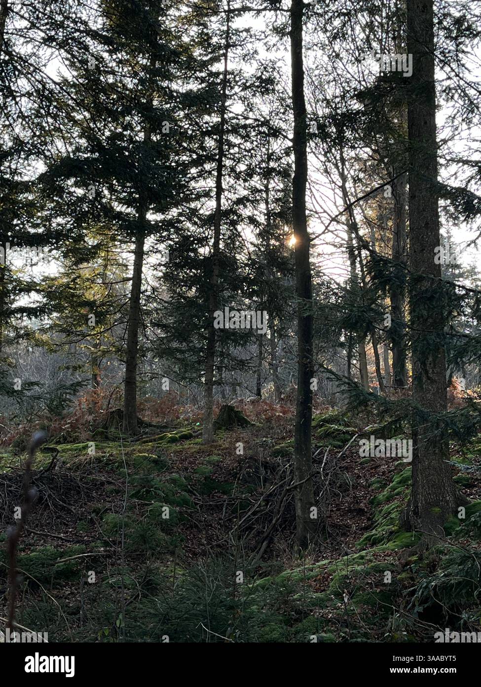 Ein markanter Baum, der von Sonnenlicht beleuchtet wird und vor einem dramatischen dunklen stürmischen Himmel steht. Stockfoto