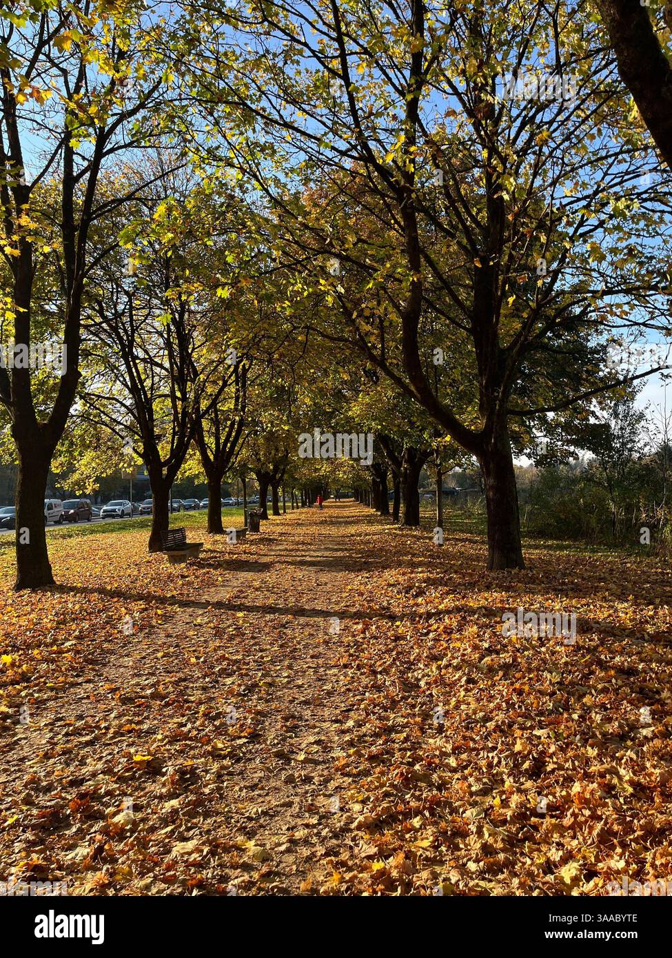 Ein markanter Baum, der von Sonnenlicht beleuchtet wird und vor einem dramatischen dunklen stürmischen Himmel steht. - Smartphone-aufgenommenes Stockfoto