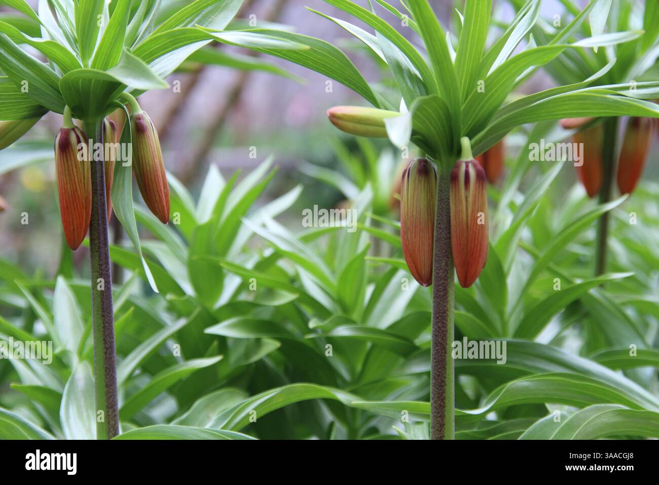 Blütezeit des Kaiserlichen Fritillars Stockfoto
