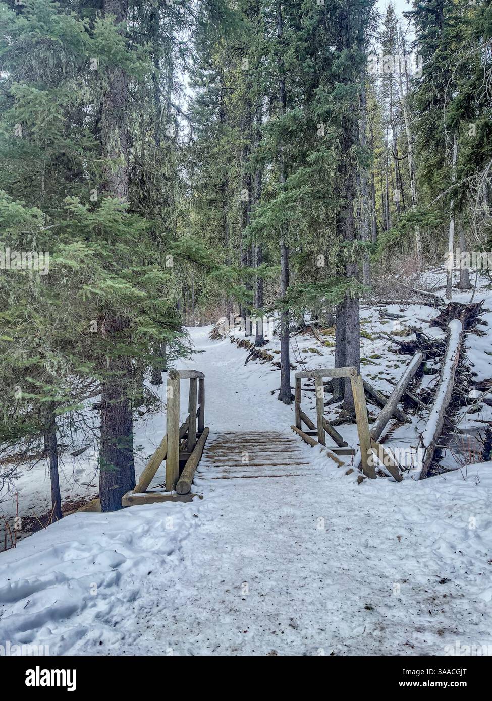 Rustikale Holzbrücke über einen verschneiten Waldweg umgeben von immergrünen Bäumen. Perfekt für Winterwanderungen oder Naturerlebnisse. Stockfoto