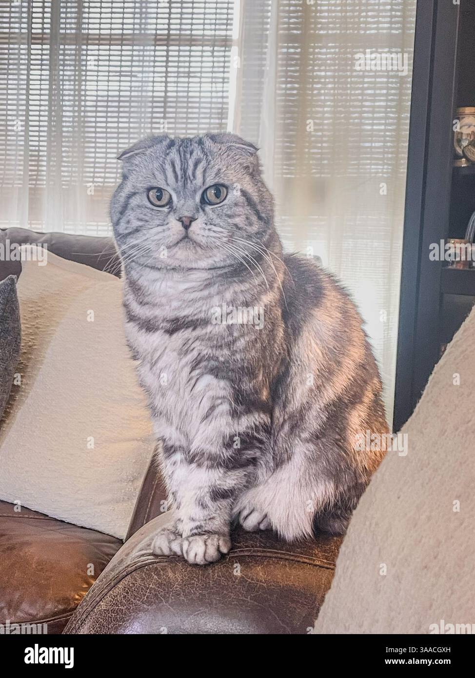 Graue Scottish Fold Katze mit gefalteten Ohren, die auf einer Ledercouch in der Nähe von Fenstervorhängen sitzt. Gemütliches Zuhause in Innenräumen. - Smartphone-aufgenommenes Stockfoto