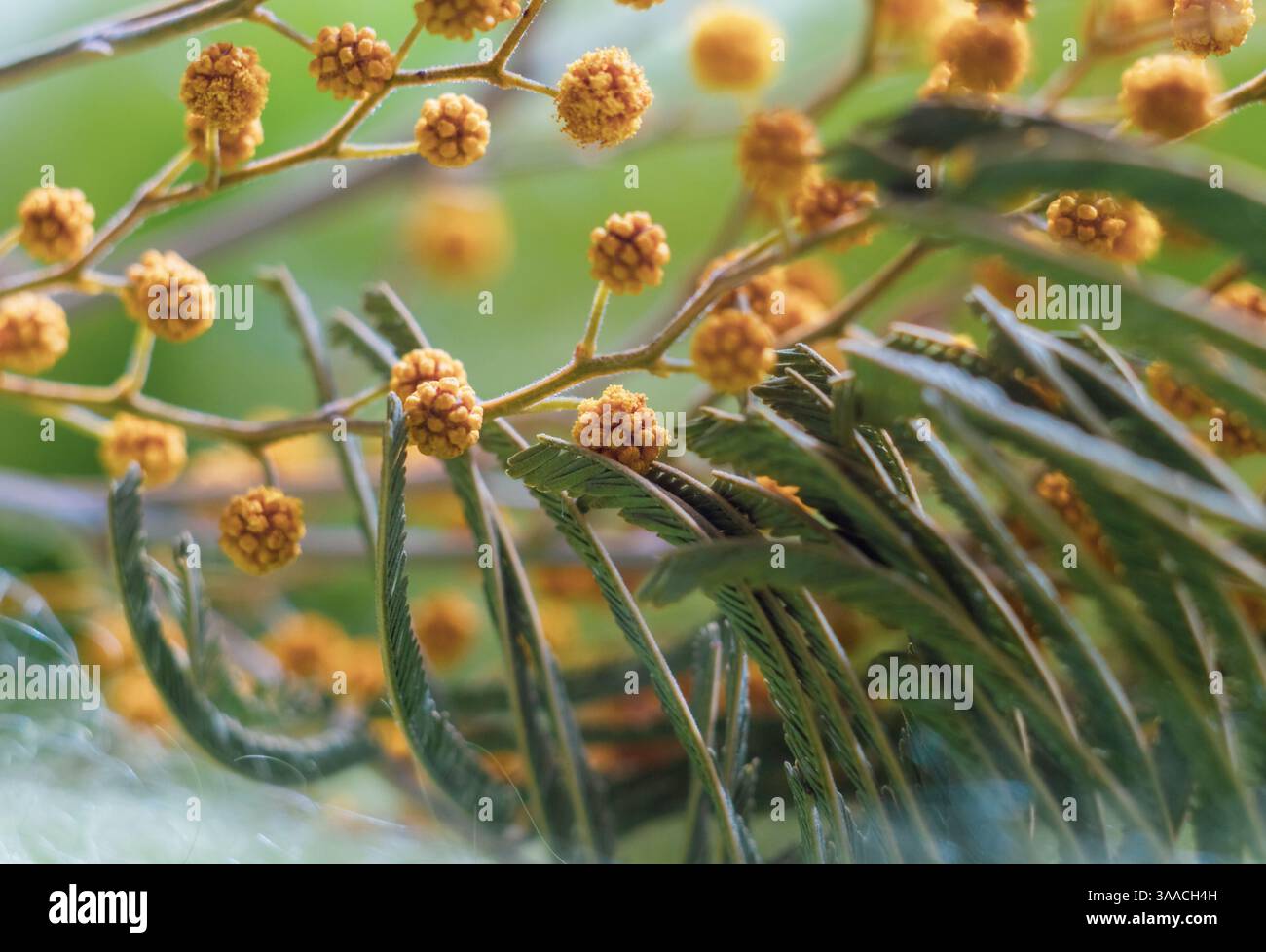 Nahaufnahme eines Mimosa-Blume-Makros mit grünen Blättern, verschwommenem Hintergrund. Schöner Hintergrund für die Grußkarte zum Muttertag Stockfoto