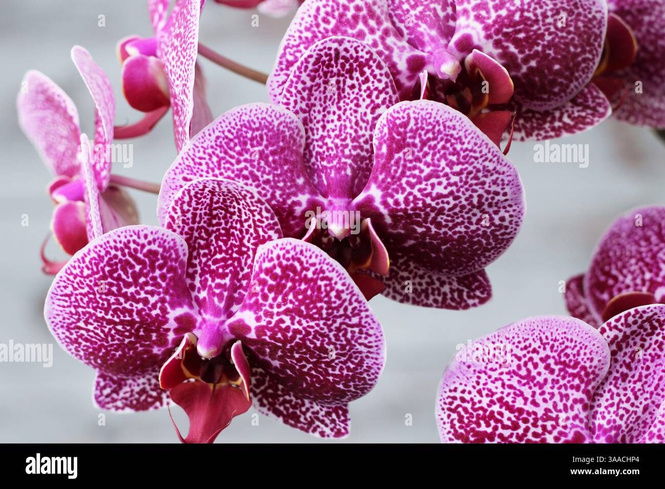 Lila Orchidee blühte in großen Zweigen mit schönen Blumen auf grauem Hintergrund Stockfoto