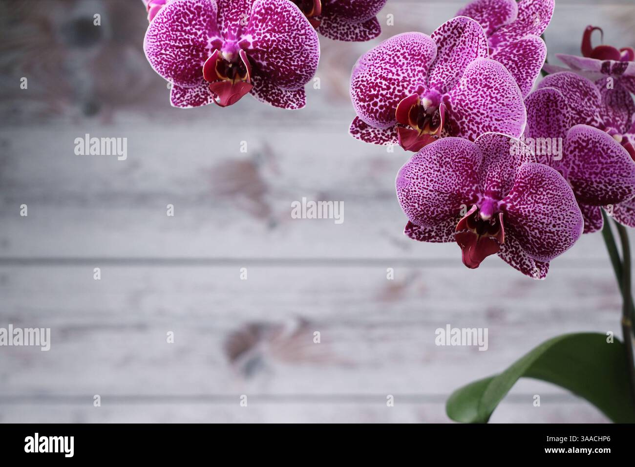 Blick auf die großen Blüten von lila Orchideen und ein großes grünes Blatt, auf der Seite eines grauen Hintergrunds. Freier Raum Stockfoto