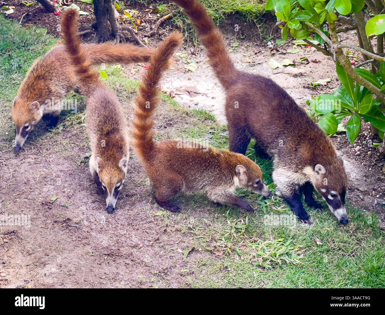 Eine Gruppe von vier Koatis, die auf grasbewachsenem und bodenbedecktem Boden in der Nähe von Pflanzen, die in natürlichen Lebensräumen gefangen werden, Nahrungssuche machen. Stockfoto