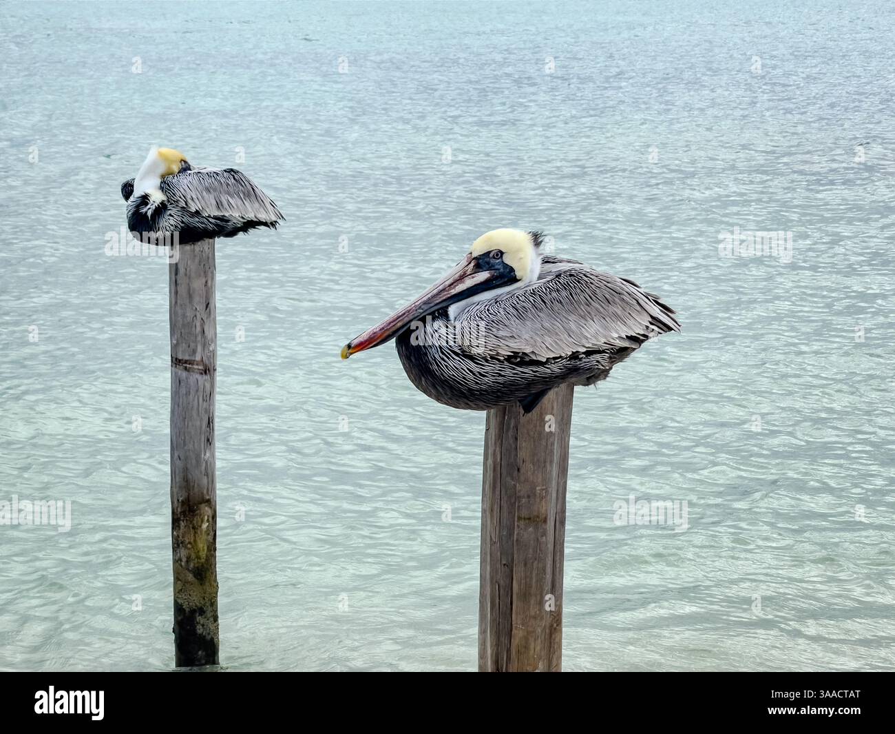 Zwei Pelikane ruhen auf Holzpfählen in klarem Flachwasser. Die detaillierten Federn und die Ruhehaltung sind vor dem Hintergrund des Ozeans sichtbar. Stockfoto