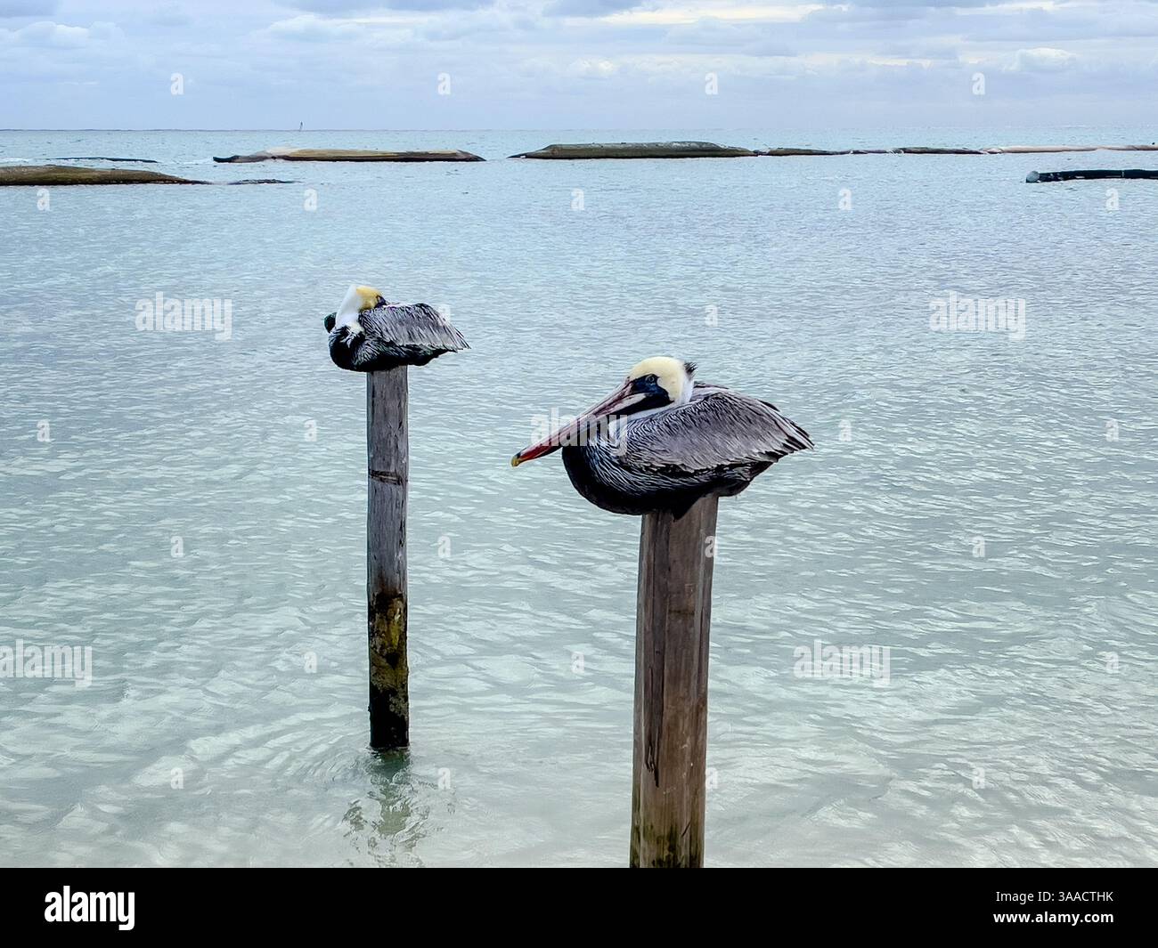 Zwei Pelikane sitzen auf Holzpfählen über klarem tropischem Wasser mit einem bewölkten Himmel im Hintergrund und bieten eine ruhige Küstenlandschaft. - Smartphone-aufgenommenes Stockfoto