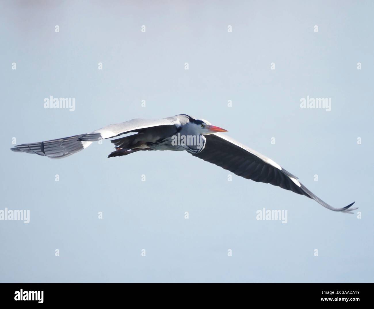 Graureiher im Flug, Abberton Reservoir, Essex Stockfoto