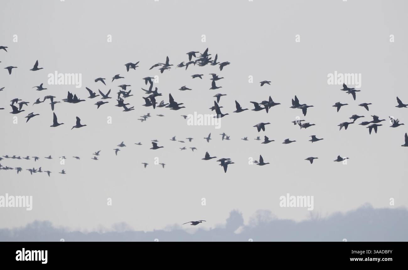 Brent Gänse (Branta bernicla) im Flug, Blue House Farm, Essex, England Stockfoto