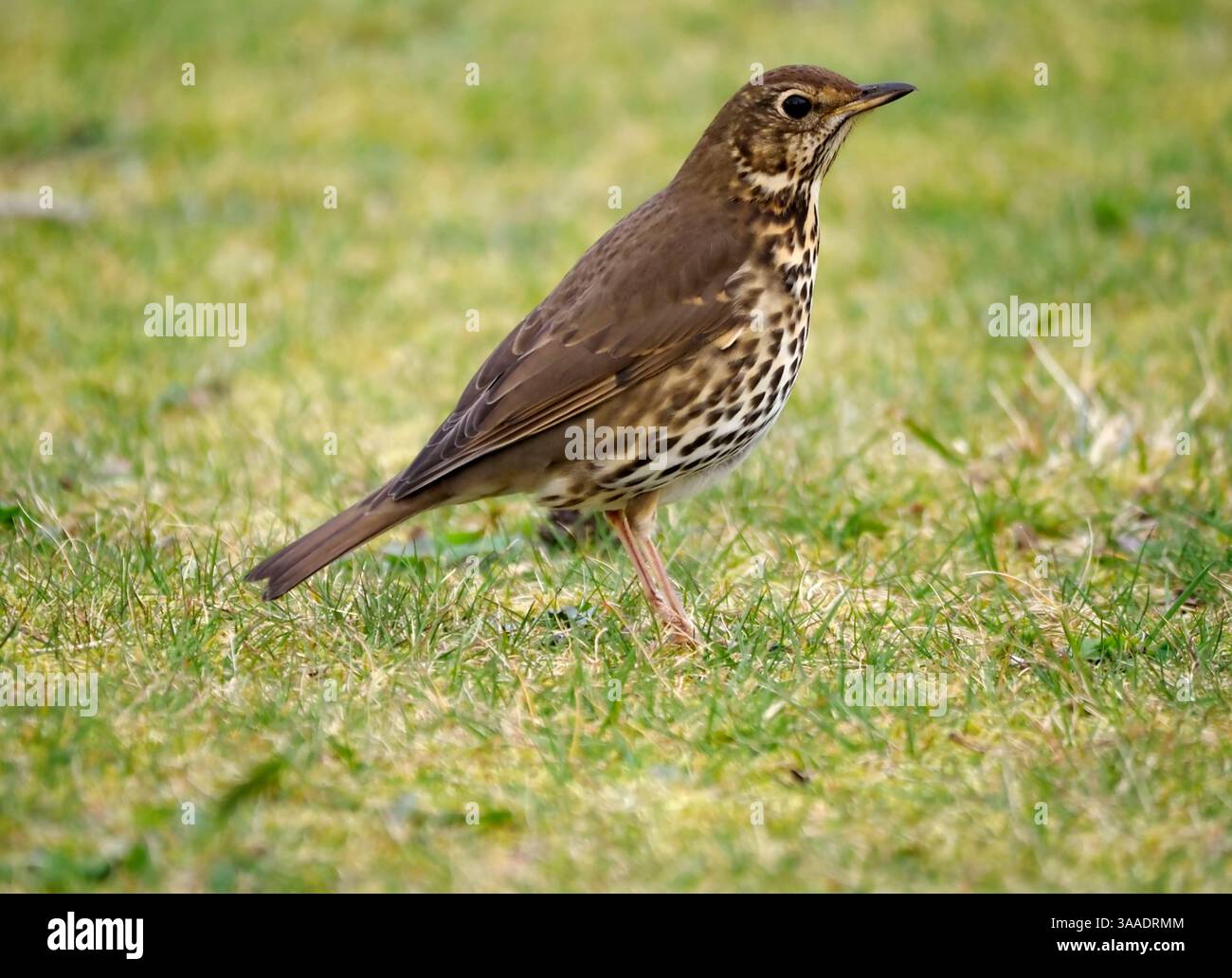 Song Thrush (Turdus philomelos), Lamlash, Arran, Schottland Stockfoto