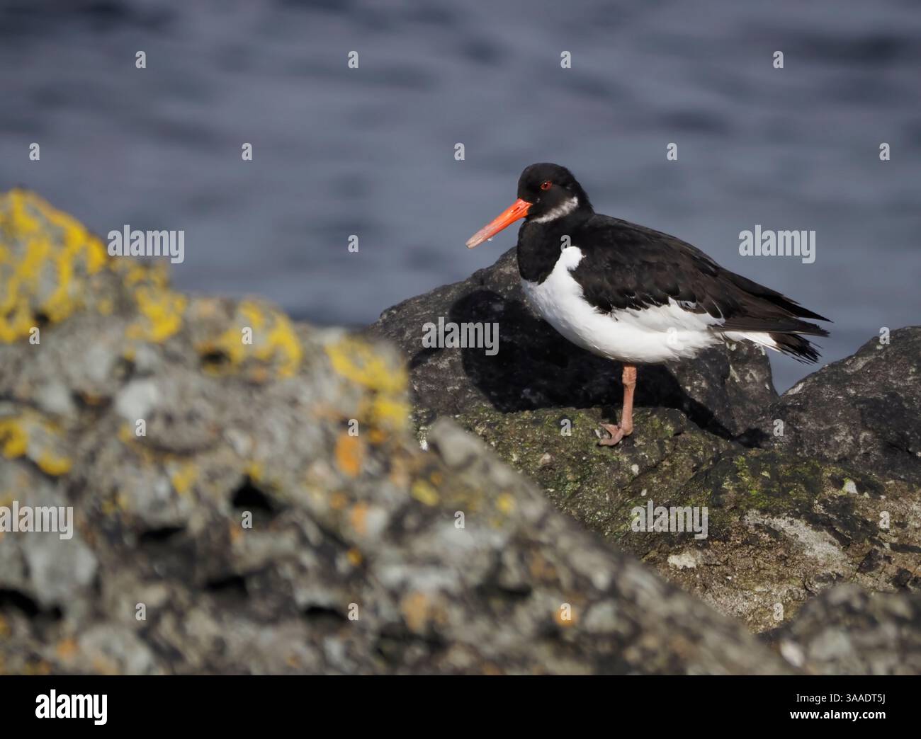 Eurasischer Austernfänger (Haematopus ostralegus), Lochranza, Arran, Schottland Stockfoto
