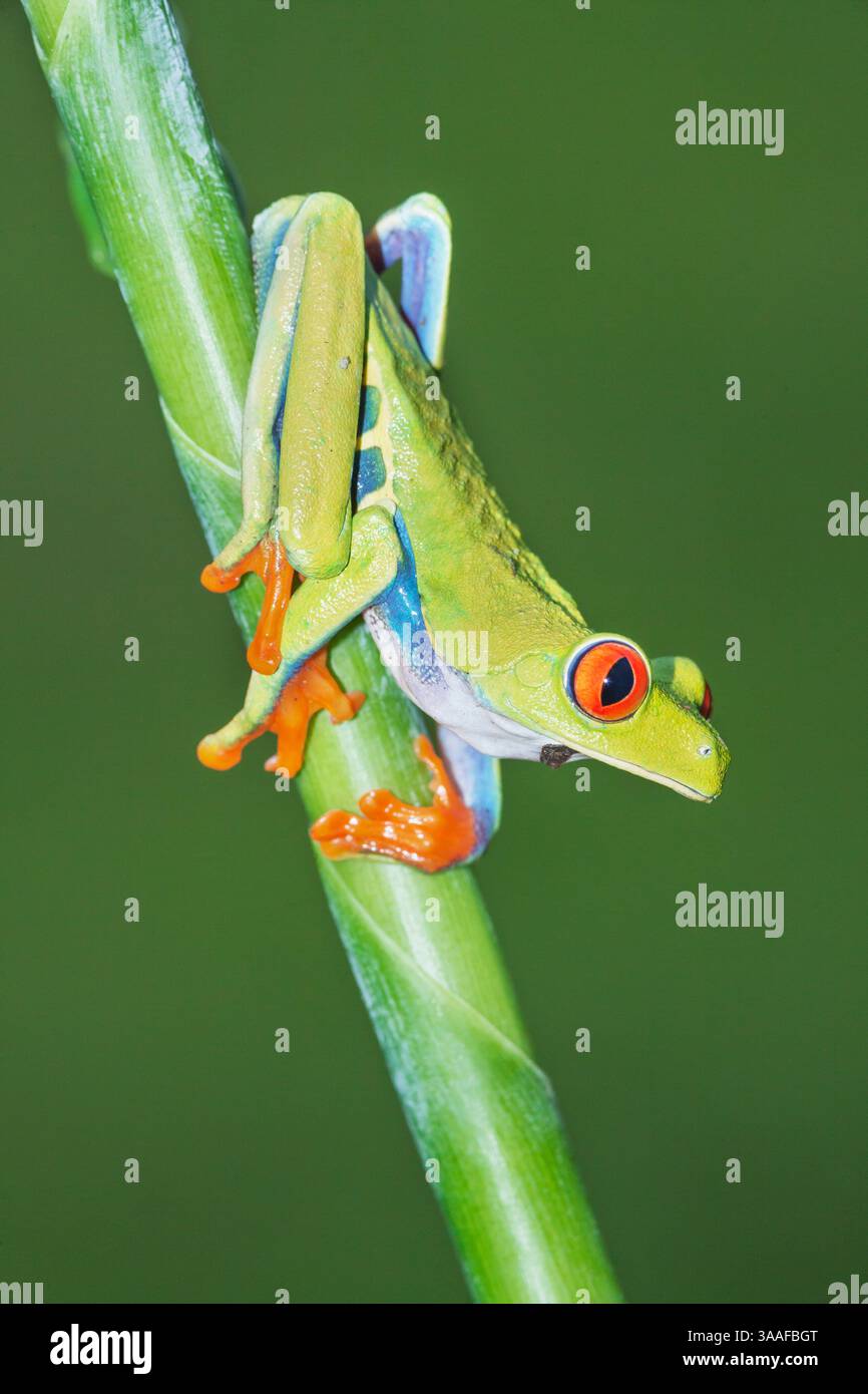 Rotaugen-Baumfrosch (Agalychins callydrias) auf grünem Stamm, Sarapiqui, Costa Rica Stockfoto