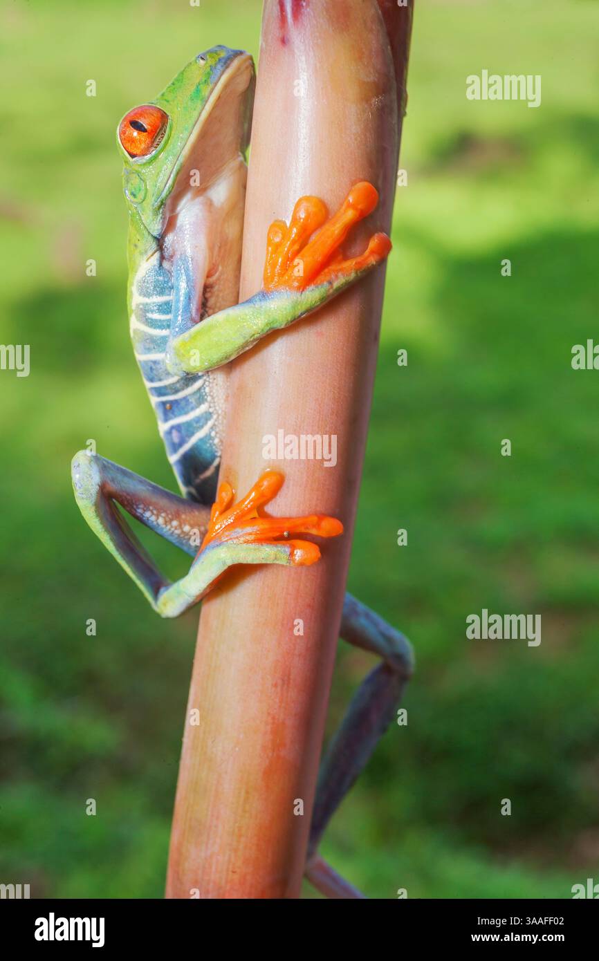 Rotaugen-Baumfrosch (Agalychins callydrias) Kletterstiel, Sarapiqui, Costa Rica Stockfoto