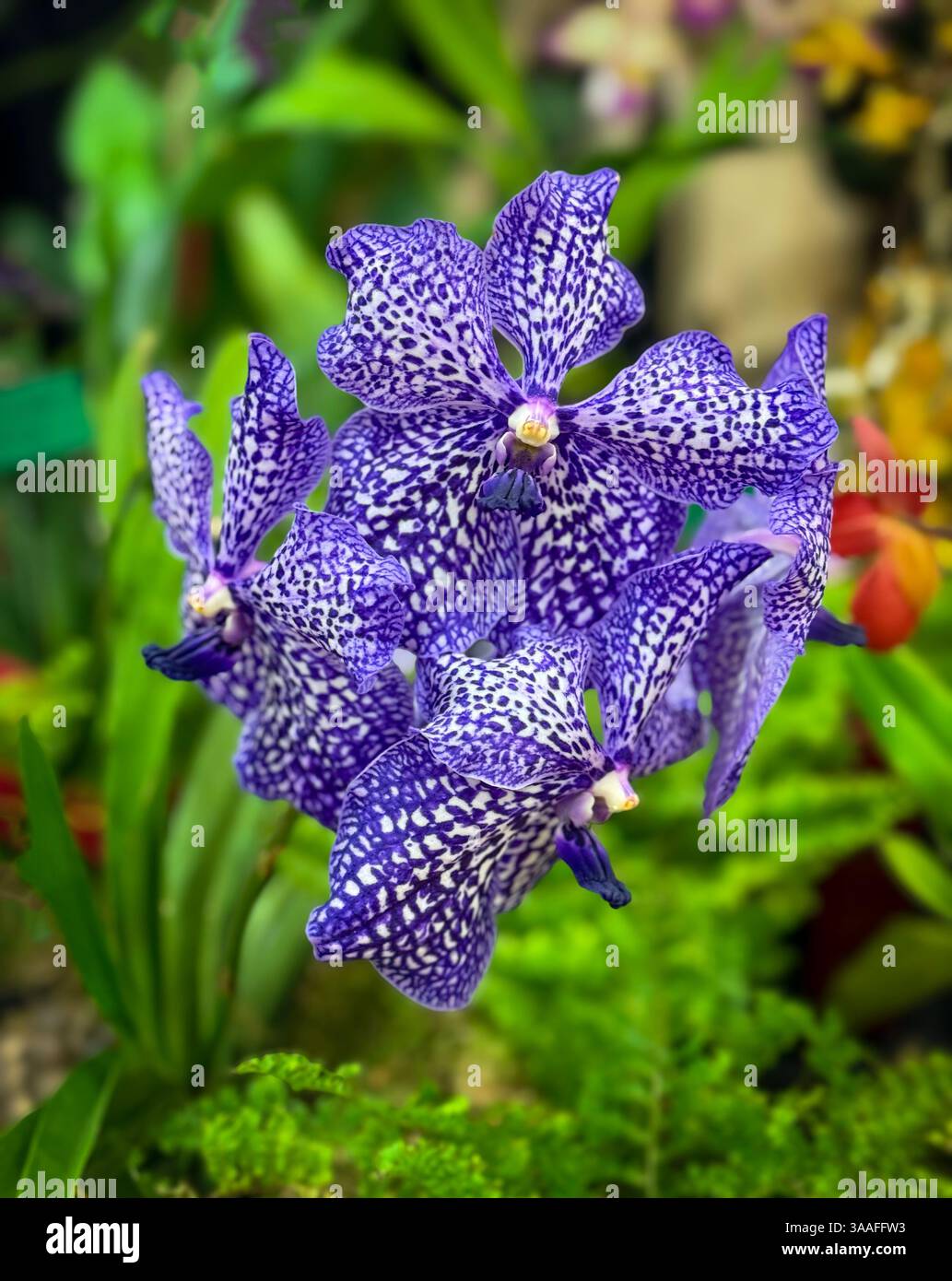 Atemberaubende vada Orchideenblumen Stockfoto