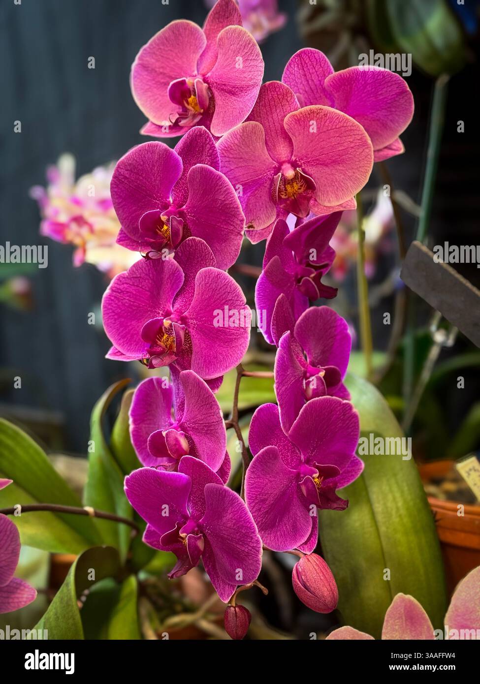 Atemberaubende Magenta-Orchideenblüten Stockfoto