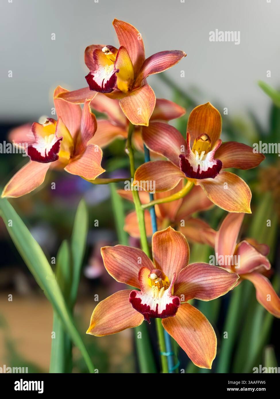 Wunderschöne cymbidium Orchideenblüten Stockfoto