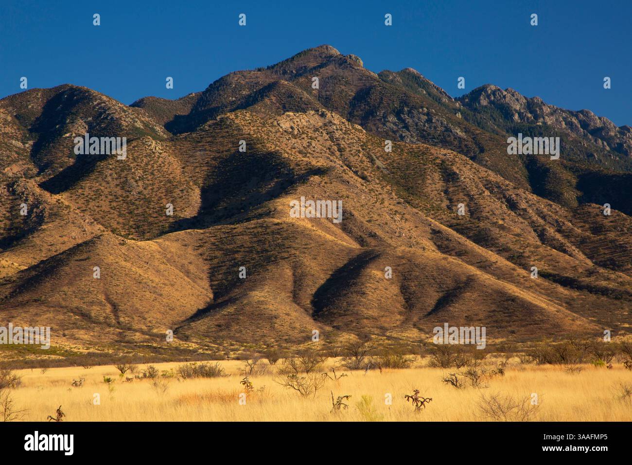 Blick auf die Santa Rita Mountains, Pima County, Arizona Stockfoto