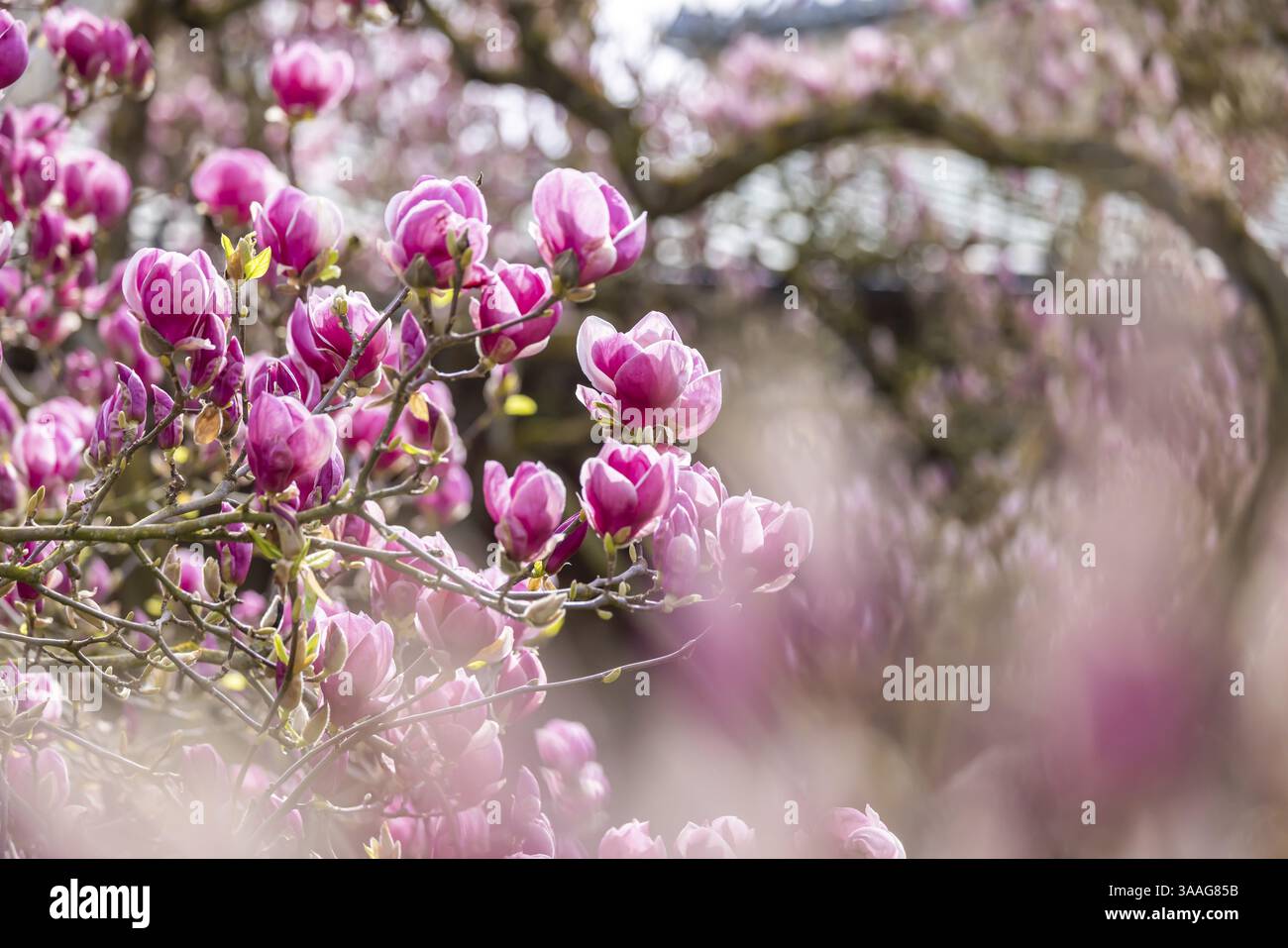 Magnolienblüte (Magnolie) in der Wilhelma Stuttgart. Der Maurische Garten beherbergt laut Wilhelma den größten Magnolienhain nördlich der Alpen. Stockfoto