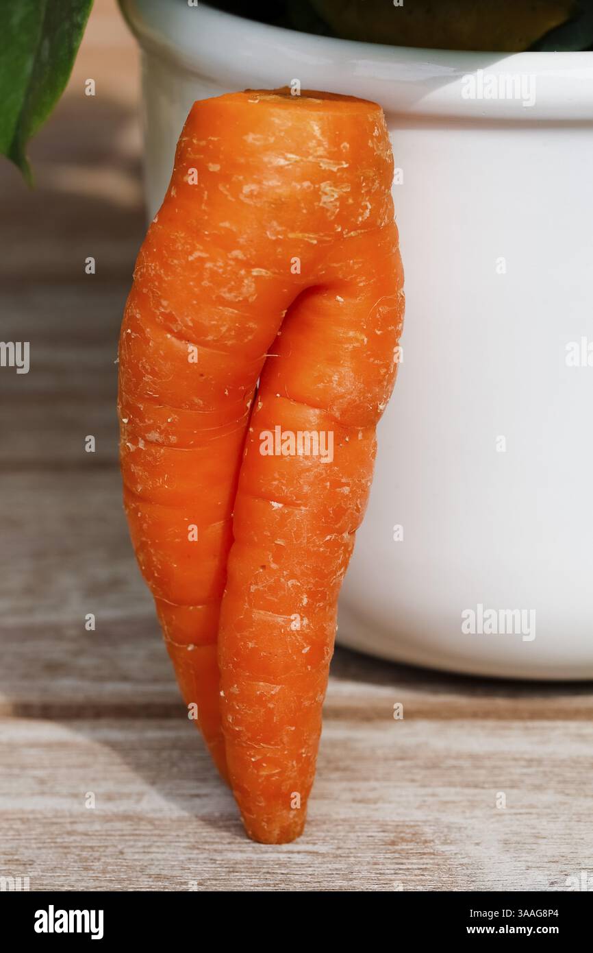 Karotte (Daucus carota subsp. Sativus), lustige Karotten in Form von Hosen, Karottenhosen, Karottenrübe, gelbe Rübe, gelbe Rübe, gelbe Rübe, Karottenroo Stockfoto
