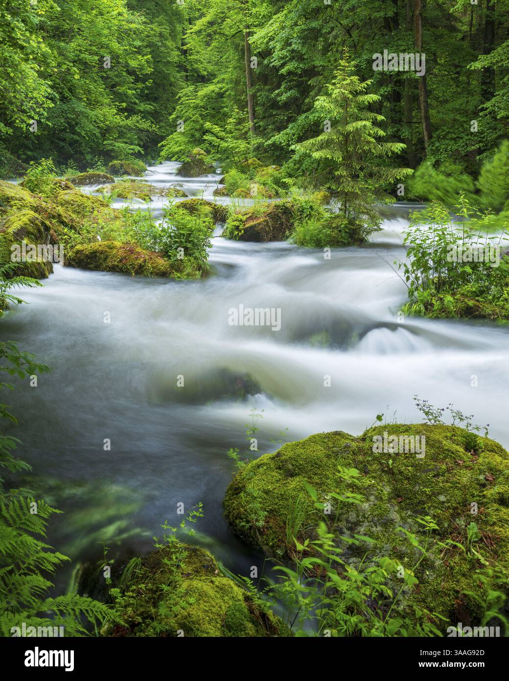 Weißwasser und Stromschnellen am Trieb im Naturschutzgebiet Triebtal im Vogtland, Plauen, Sachsen, Deutschland, Europa Stockfoto