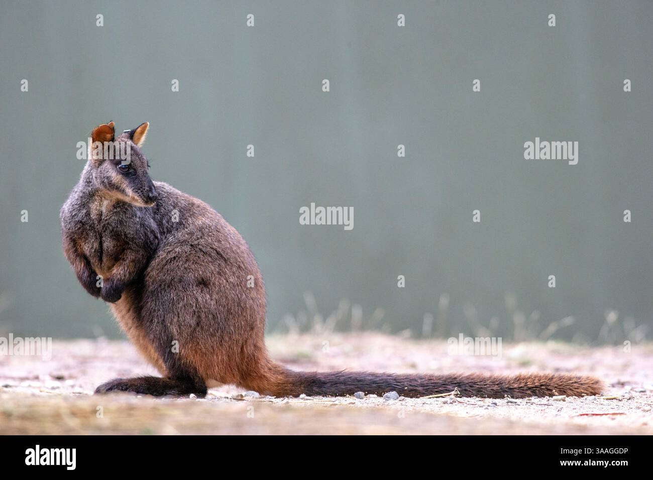 17. April 2016: Ein Wallaby im Tidbinbilla Nature Reserve, ACT, Australien Stockfoto