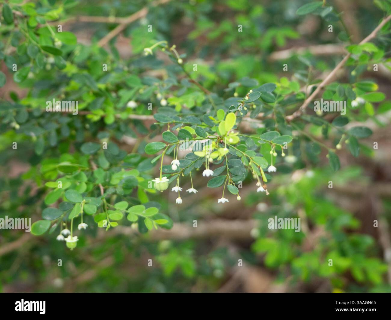 Phyllanthus albiflorus, kleiner Sträucher mit grünen Blättern, weißen Blüten und winzigen Früchten Stockfoto