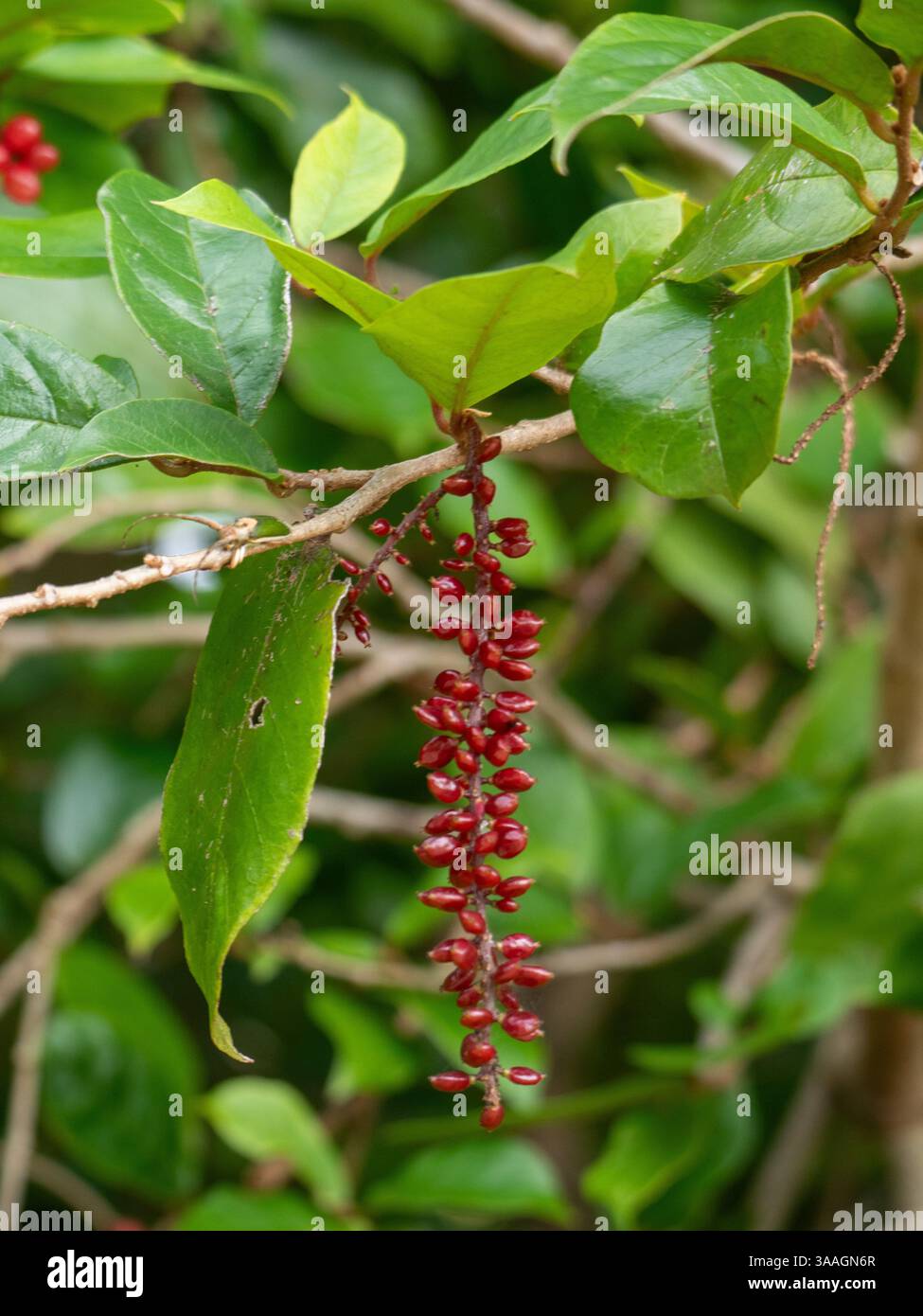 Hellrote Beeren, die sich auf einem Johannisbeeren- oder Kirschbaum Antidesma Bunius bilden Stockfoto