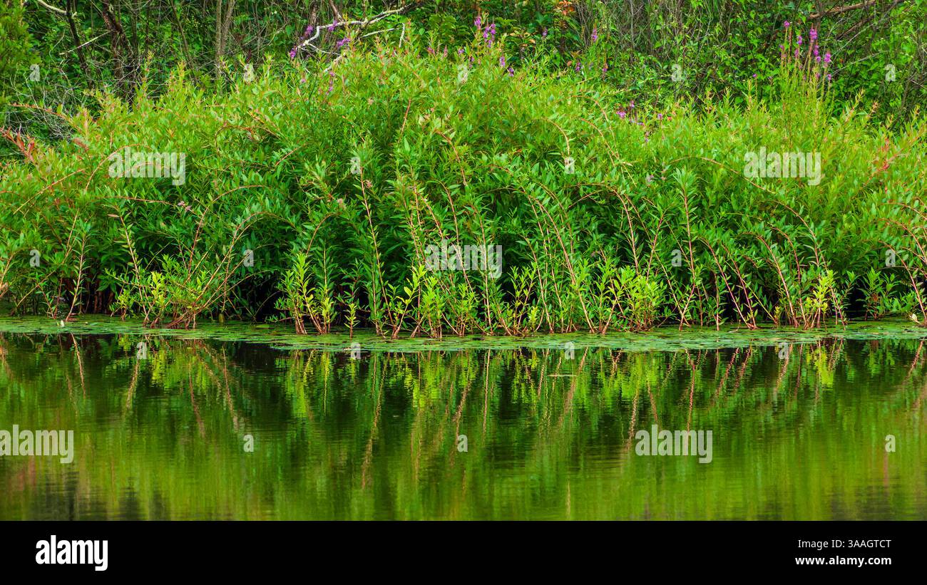 Sumpf-Loosestrife (Wasserweide) Bogenstängel säumen die Küste des Meadow Pond, die sich im stillen Wasser im Great Brook Farm State Park, Carlisle MA USA, spiegeln Stockfoto
