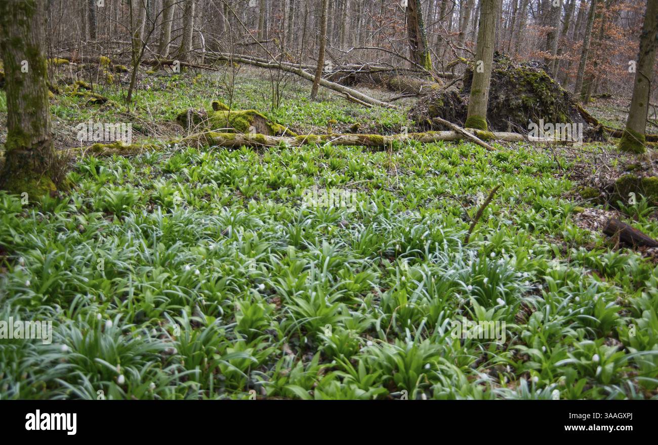 Wilder Knoblauch (Allium ursinum), soweit das Auge reicht Stockfoto