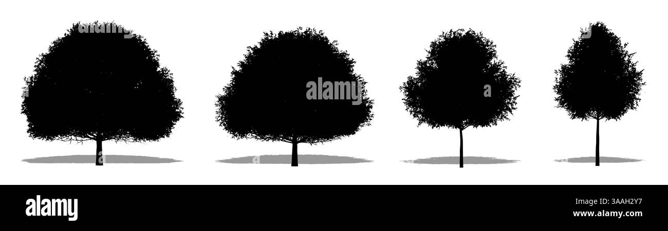 Set oder Sammlung von Live Oak Trees als schwarze Silhouette auf weißem Hintergrund. Konzept oder konzeptueller Vektor für Natur, Planet, Ökologie Stock Vektor Set oder Sammlung von Live Oak Trees als schwarze Silhouette auf weißem Hintergrund. Konzept oder konzeptueller Vektor für Natur, Planet, Ökologie Stock Vektor