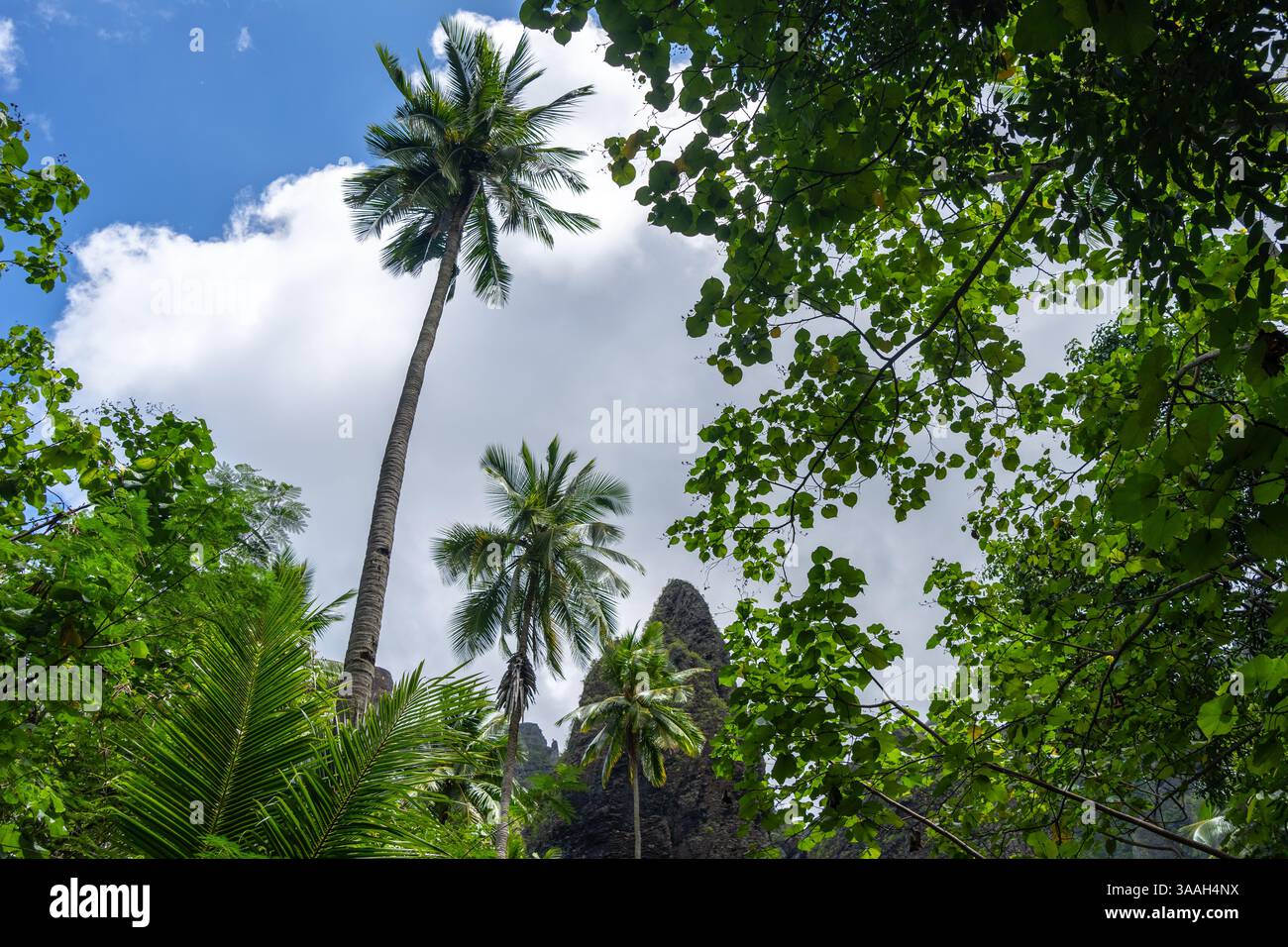 Ein üppiger Dschungelpfad durch das Hakaui-Tal, Nuku Hiva, die Marquesas-Inseln und Französisch-Polynesien. Majestätische Basaltklippen und dichte Vegetation umgeben die Tra Stockfoto