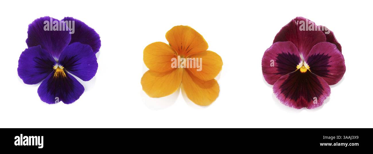 Collage von vier Blume mit Blütenblatt isoliert auf weißem Hintergrund Stockfoto