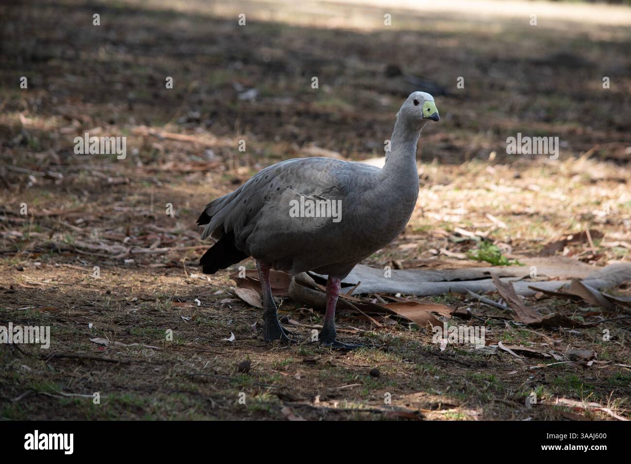 Die Kapbarren-Gans ist eine sehr große, hellgraue Gans mit einem relativ kleinen Kopf. Es hat Reihen großer dunkler Flecken in Linien über den Schultern und Stockfoto