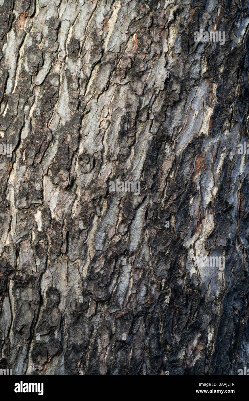 Rindenstruktur der KuhTamarinden Stockfoto