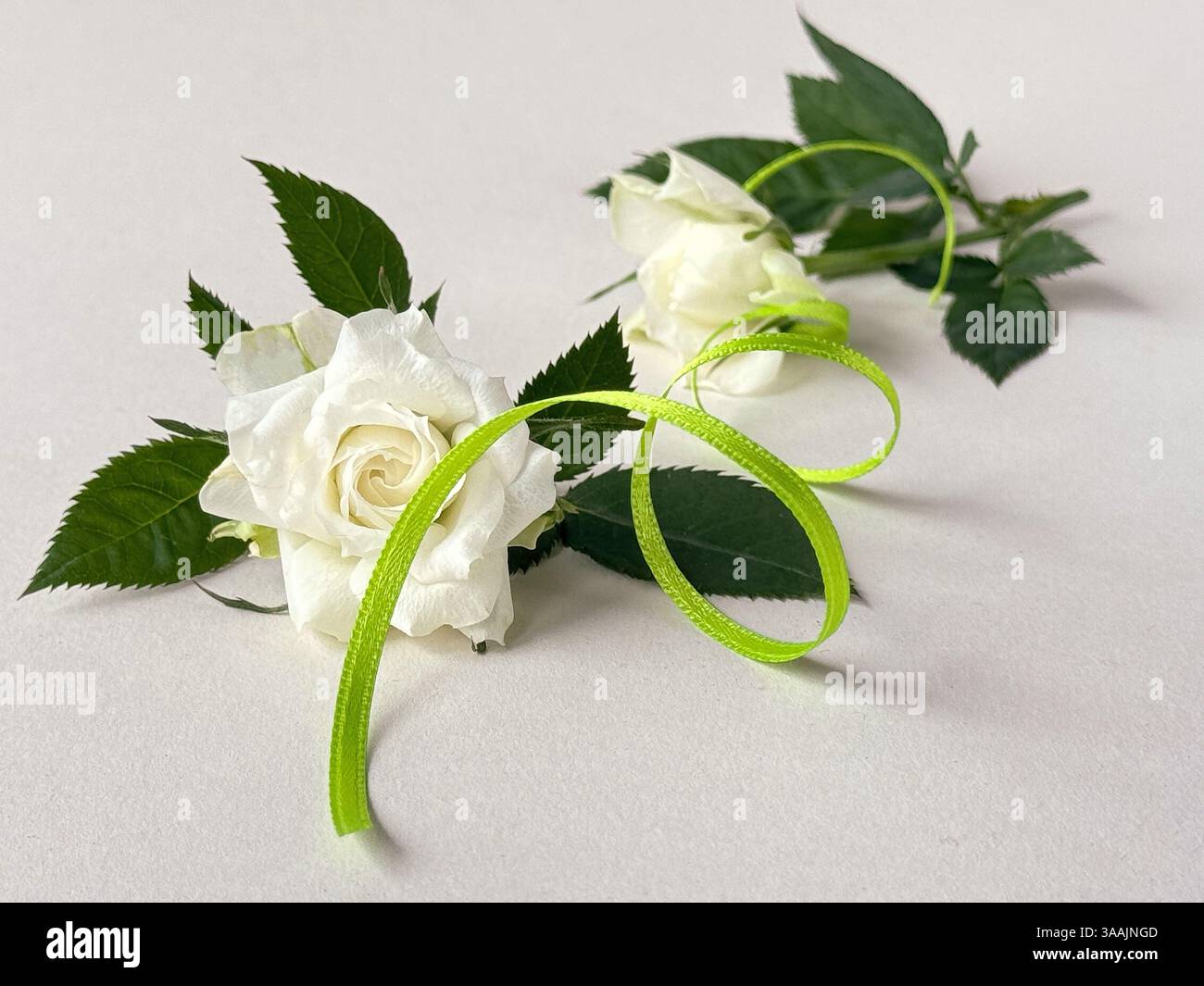 Elegante weiße Rosen mit grünen Blättern und dekorativem, lindgrünem Band auf hellem Hintergrund, perfekt für Hochzeiten oder romantische Anlässe. Stockfoto